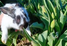 Mától megnyitja kapuit a Dunakanyar tulipán szedd-magad kertje
